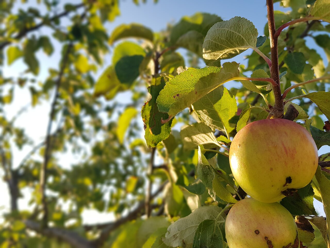 Elldus Apfelbäume