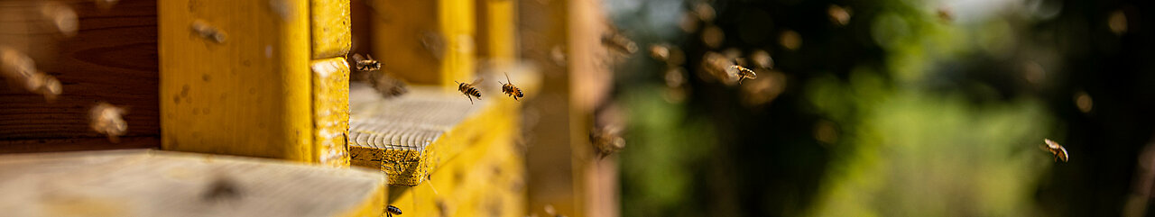 Bienen Fliegen in ihren Bienenstock am Elldus Resort